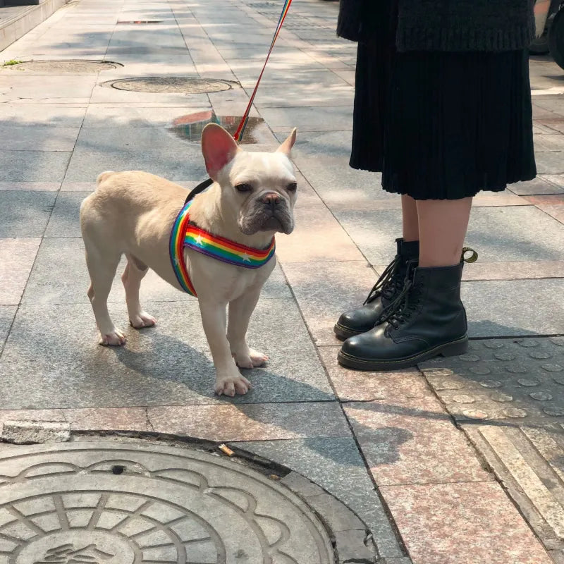 Regenbogen Hundegeschirr mit Sternen – Weich und Verstellbar für Komfort und Sicherheit