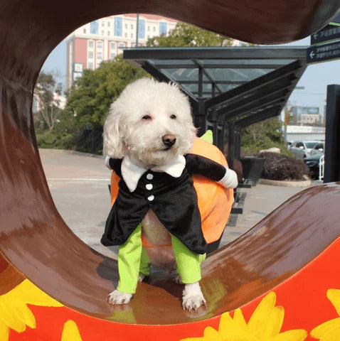 Lustiges Kürbis-halloween-kostüm Für Hunde