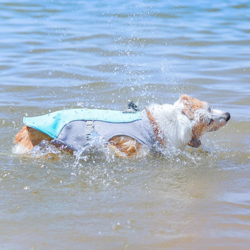 Hundegeschirr