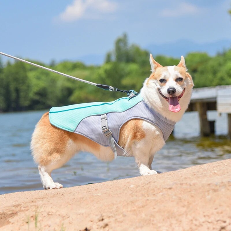 Hundegeschirr