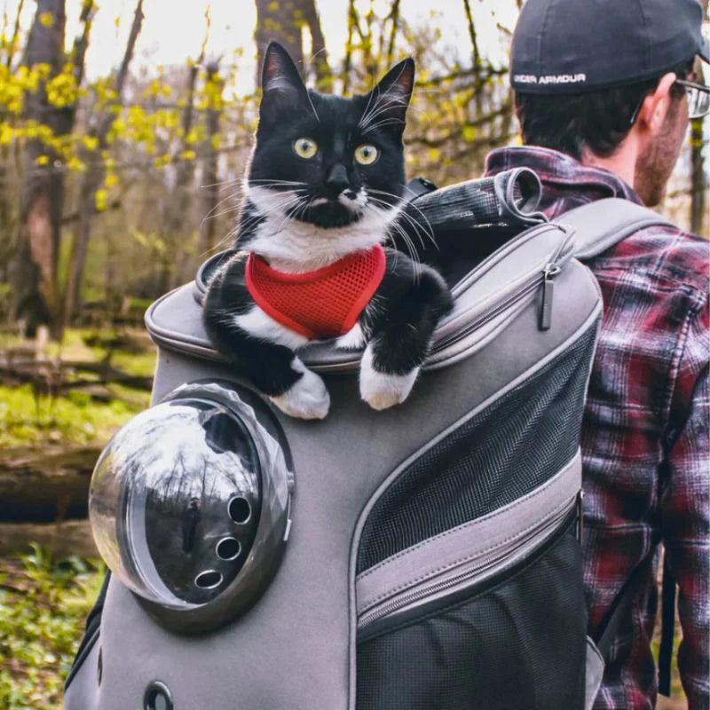 Katzen Transporttasche
