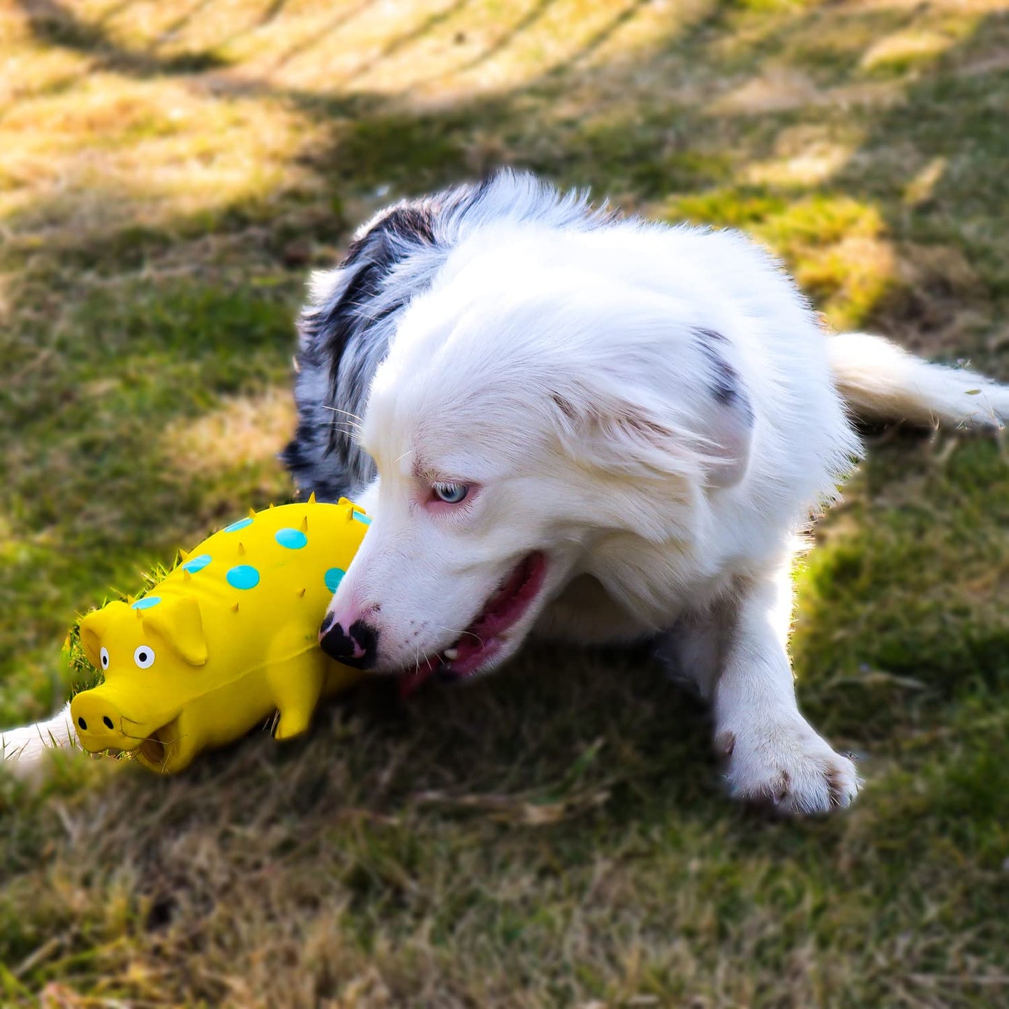 Quietsch-Spaß Schweinchen - Hundespielzeug