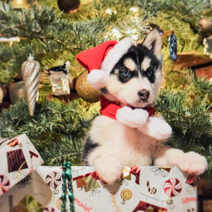 Weihnachtsmütze Mit Schal Für Haustiere