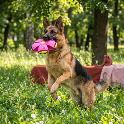 Interaktiver Flugball für Hunde