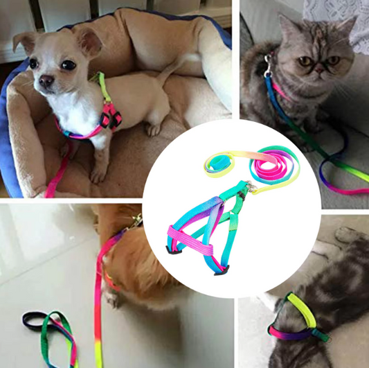 Buntes Hundegeschirr mit Leine – Verstellbares Set für Hunde in Regenbogenfarben