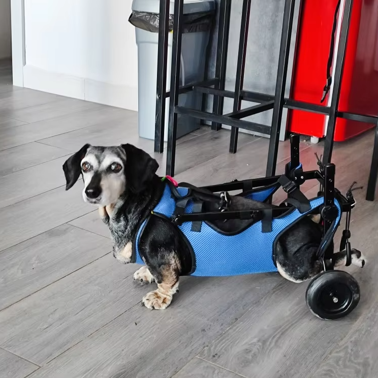 Hundehilfe-Gehhilfe für Katzen und Hunde – Rollstuhl für Mobilität und Unabhängigkeit