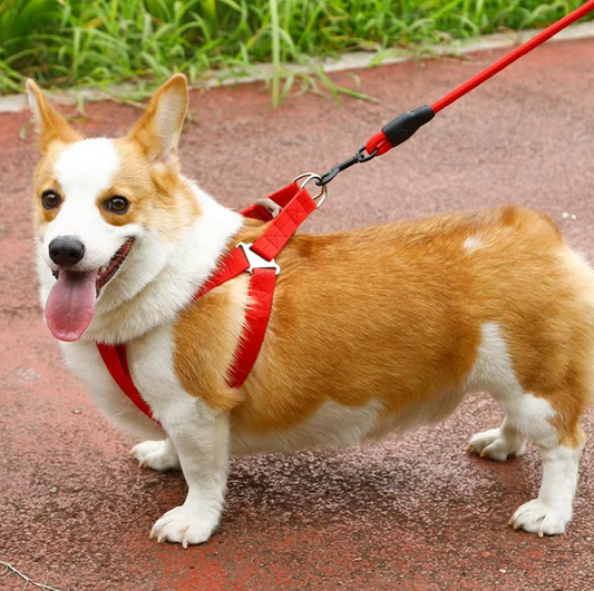 Verstellbares Hundegeschirr Mit Leine in 5 Farben