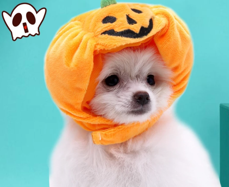 Süßes Halloween-Kürbis-Hundekostüm – Mit Lächelndem Kürbis-Design für Kleine Hunde