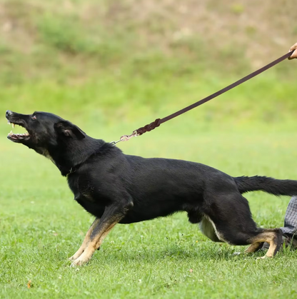 Leder Hundeleine mit Goldener Karabiner – Robustes und Elegantes Hundezubehör