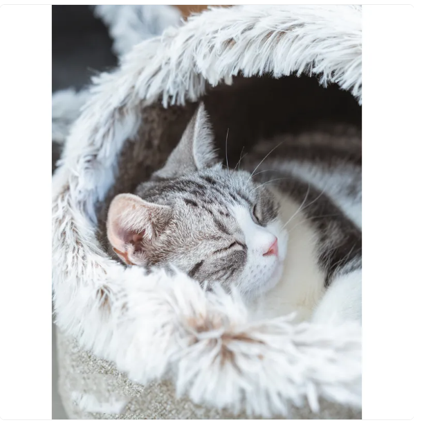Katzenhaus-Bett Mit flauschigem Rand für Ultimativen Komfort