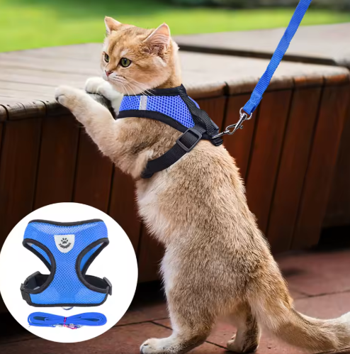 Katzengeschirr mit Leine