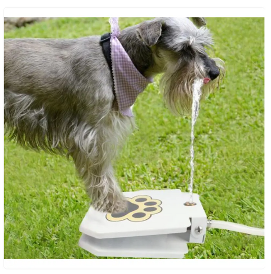 Trittfeste Hundetrinkquelle für Draußen mit Wasseranschluss und Pfotenaktivierung
