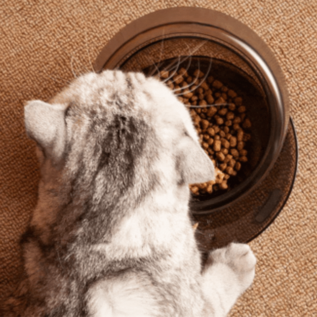 Design Futternapf für Hunde und Katzen Aus Hochwertigem Kunststoff – Rutschfest