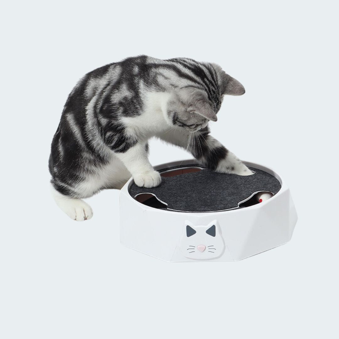 Interaktives Mausversteckspiel für Katzen