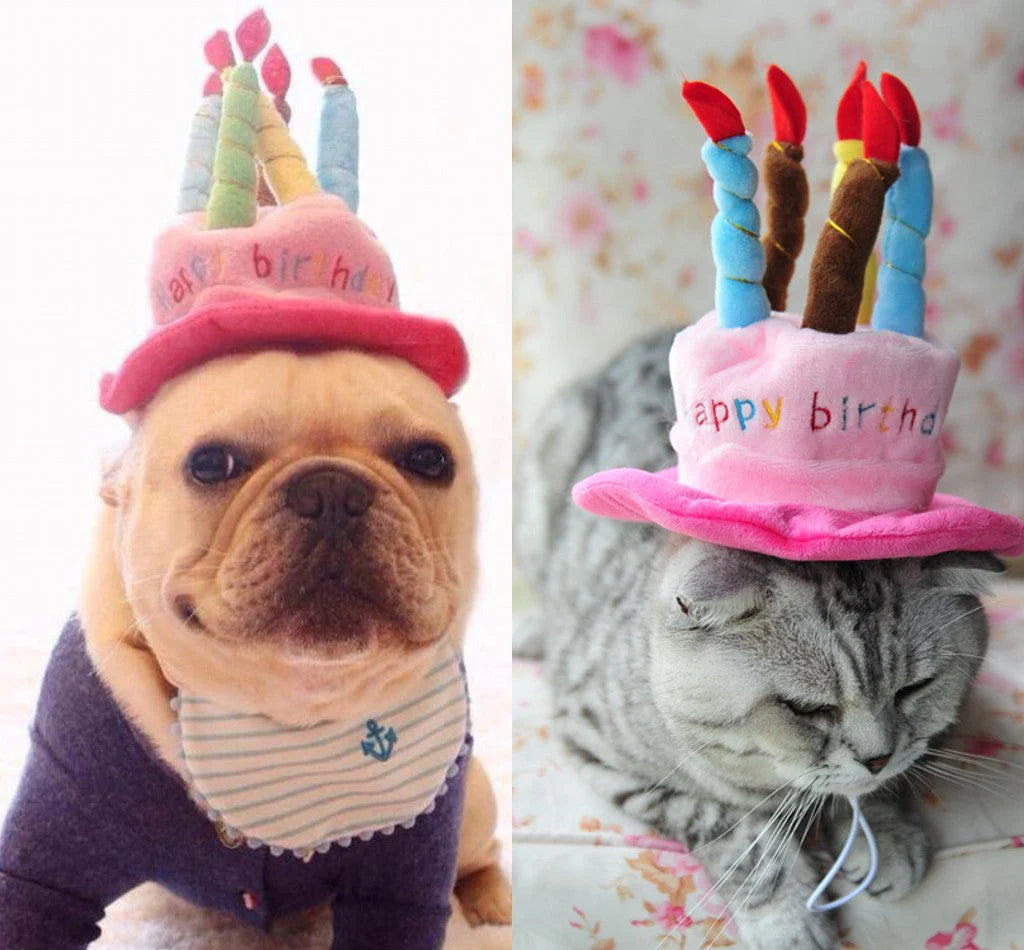 Partyhut für Hunde und Katzen